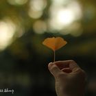 leaf in hand