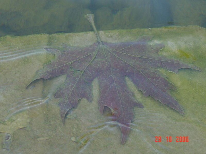 Leaf in Lake...