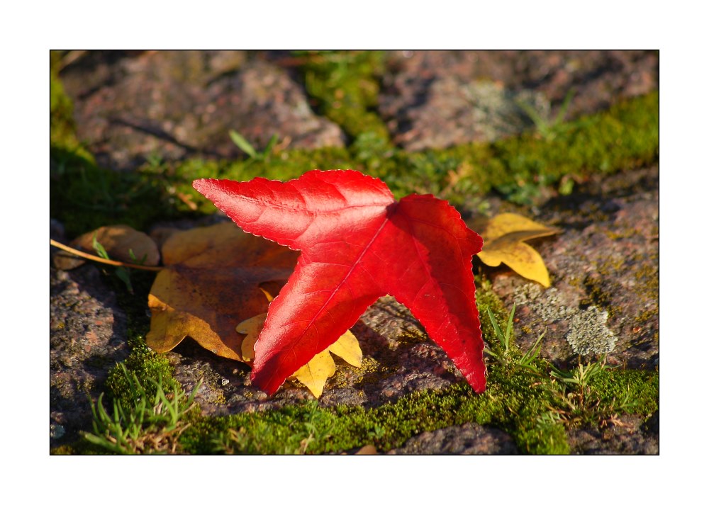 Leaf in red