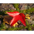 Leaf in red