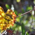 Leaf in Sun and Shadow