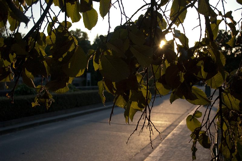 Leaf in sunset