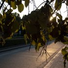 Leaf in sunset