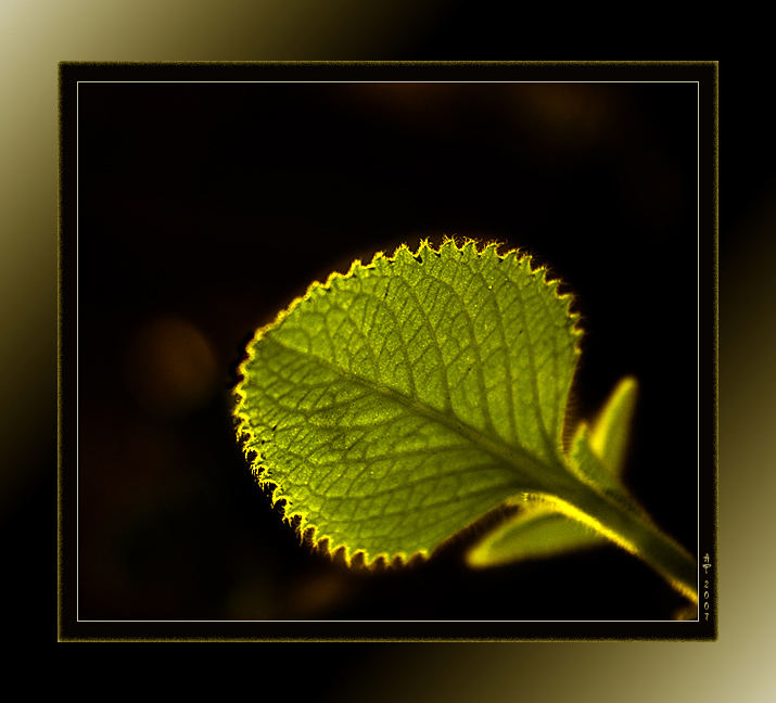 Leaf in sunshine