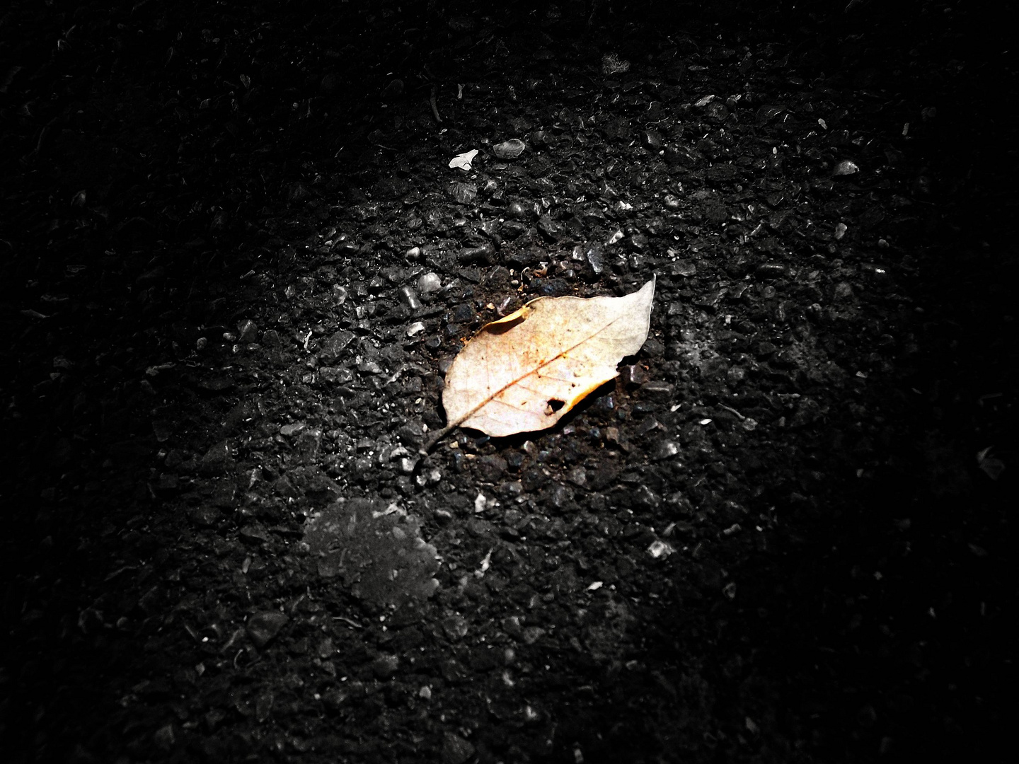 Leaf in the dark