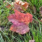 Leaf in the grass