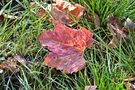 Leaf in the grass by marcu ioachim 
