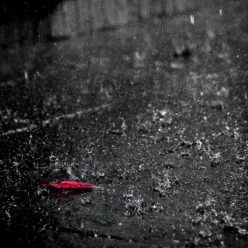 Leaf in the rain