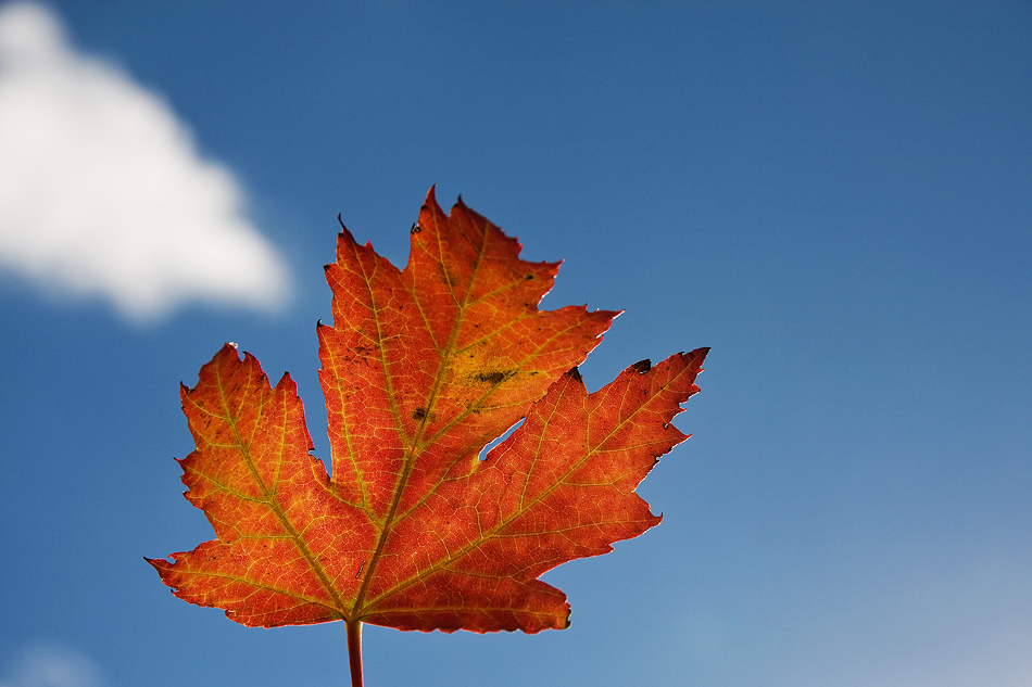 leaf in the sky