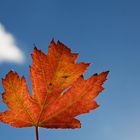 leaf in the sky