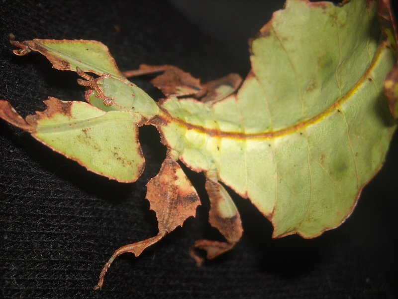 leaf insect