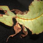 leaf insect