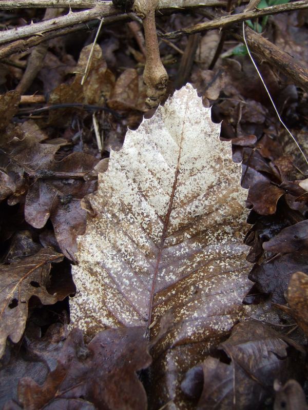 Leaf it alone