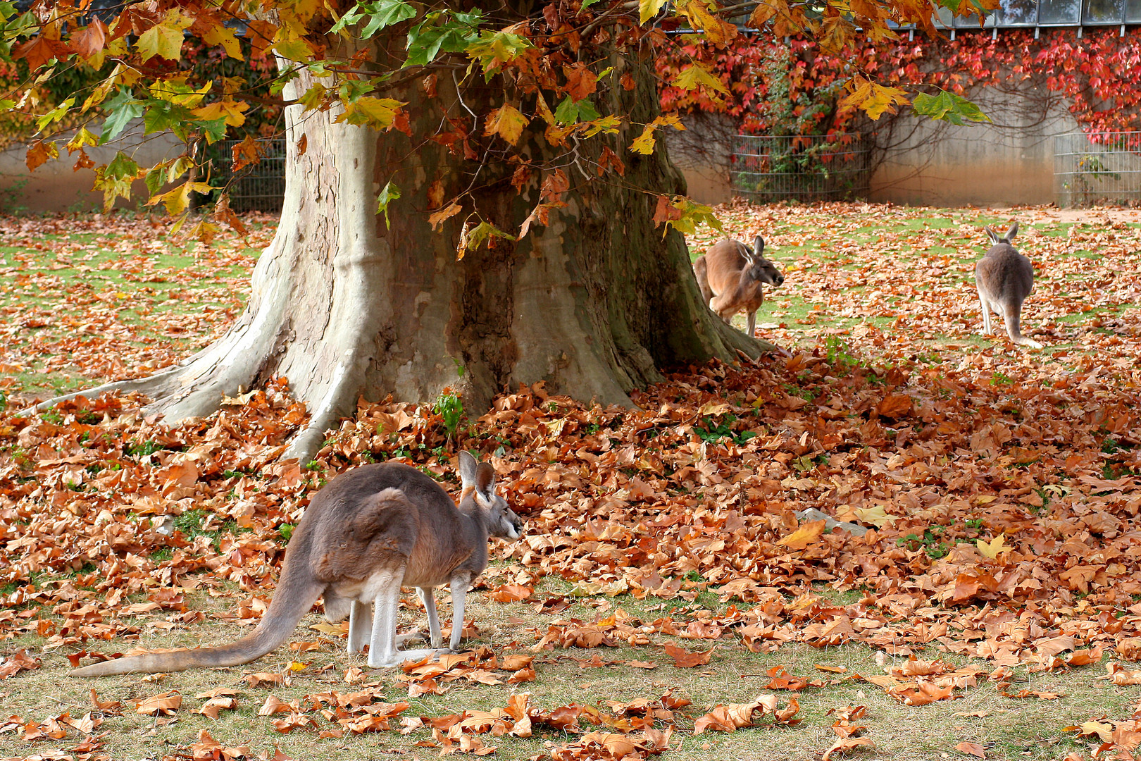 ~ Leaf-Jumpers ~