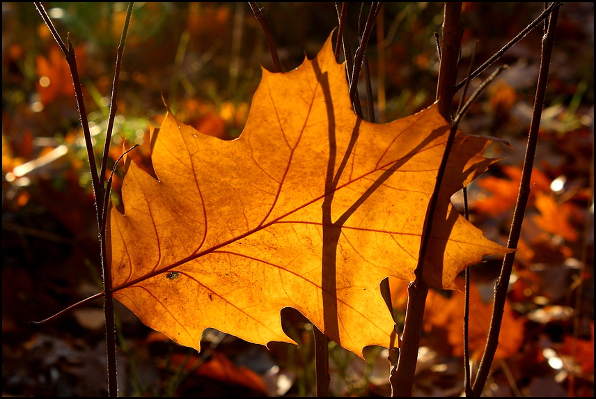 leaf - leave