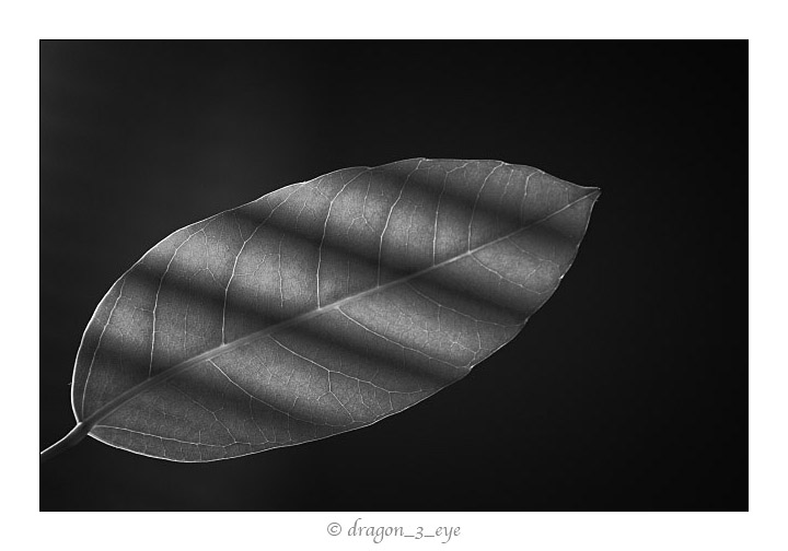 Leaf Light 