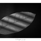 Leaf Light 