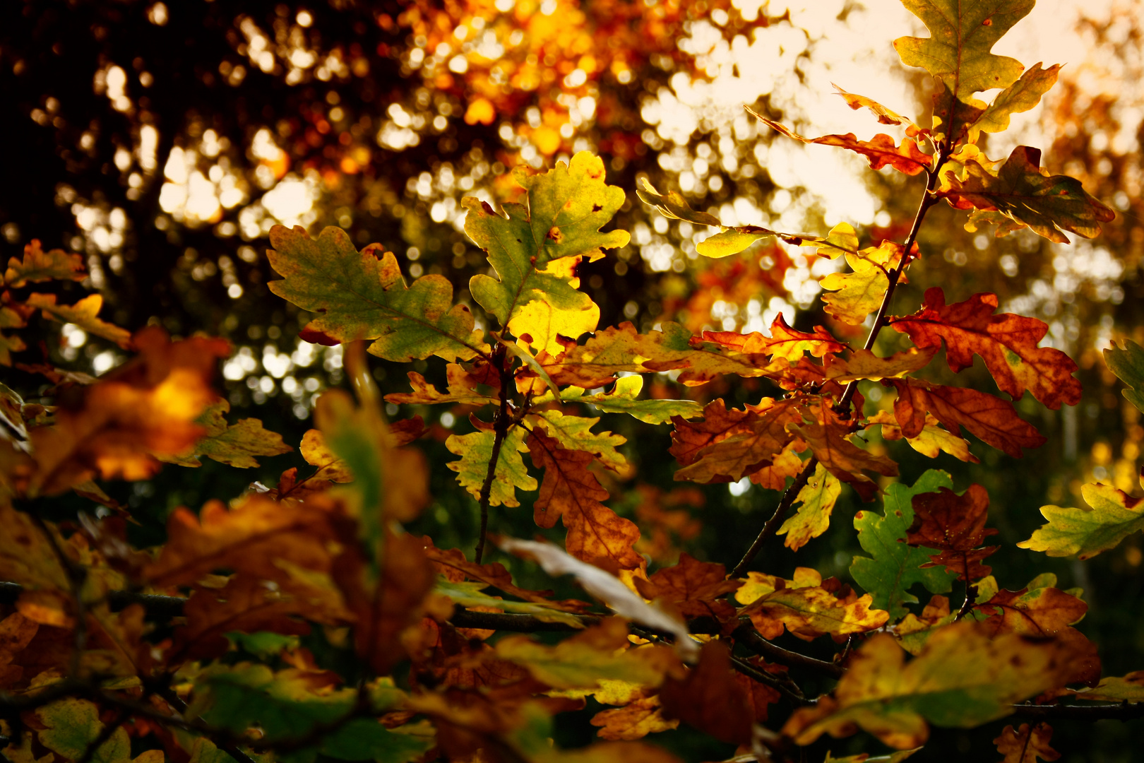 Leaf me alone