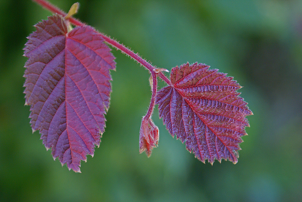 "Leaf" me not alone...