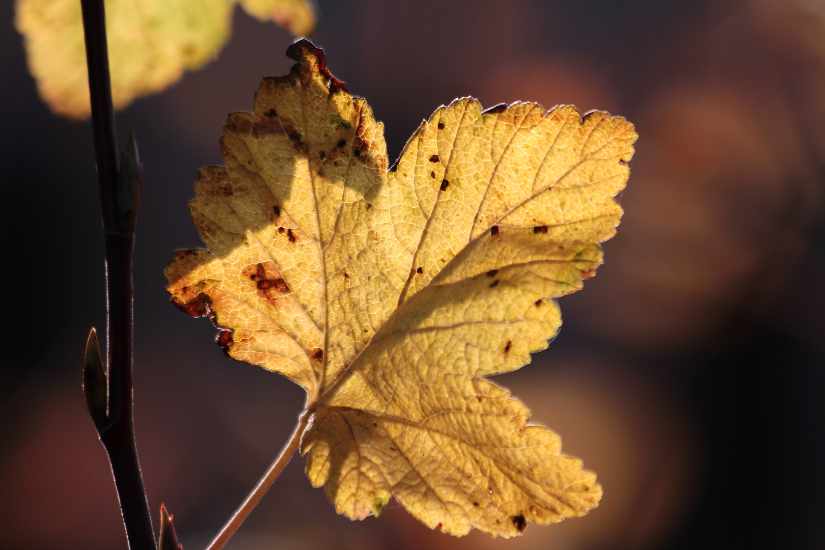 LEAF me not alone