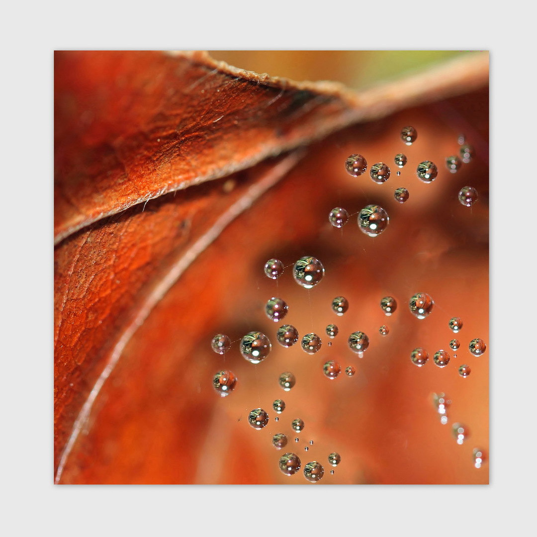 "Leaf meets drops"