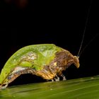 Leaf-mimic Katydid (Pycnopalpa bicordata)