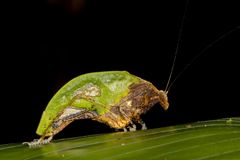 Leaf-mimic Katydid (Pycnopalpa bicordata)