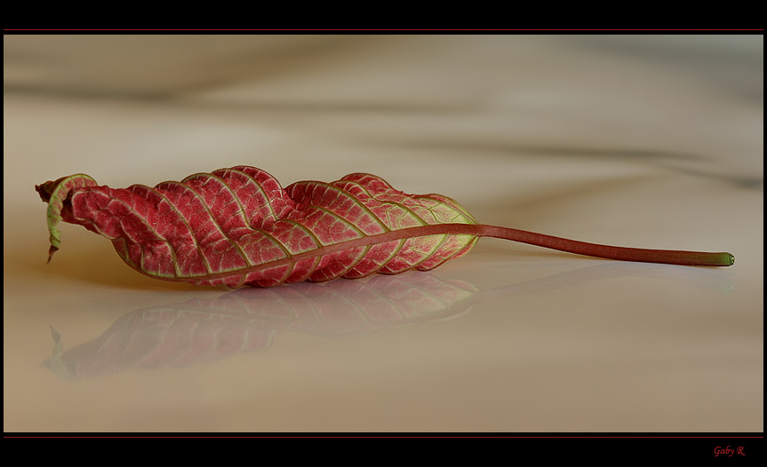 leaf N°2