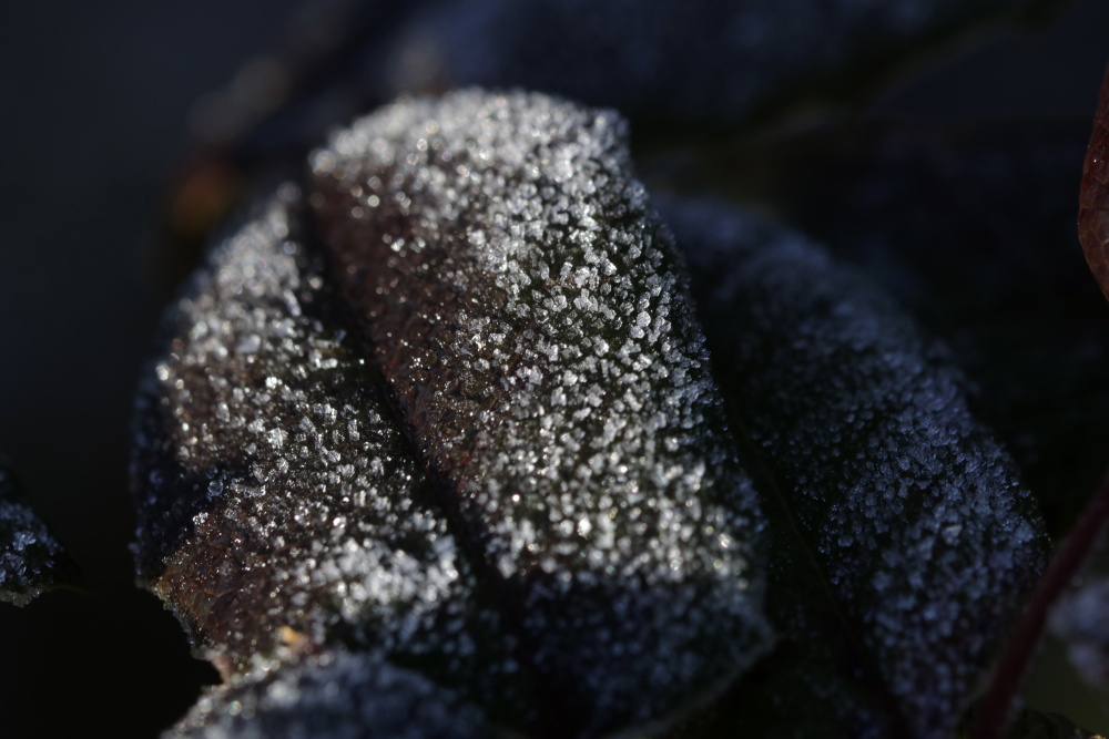 Leaf of a rose with white frost