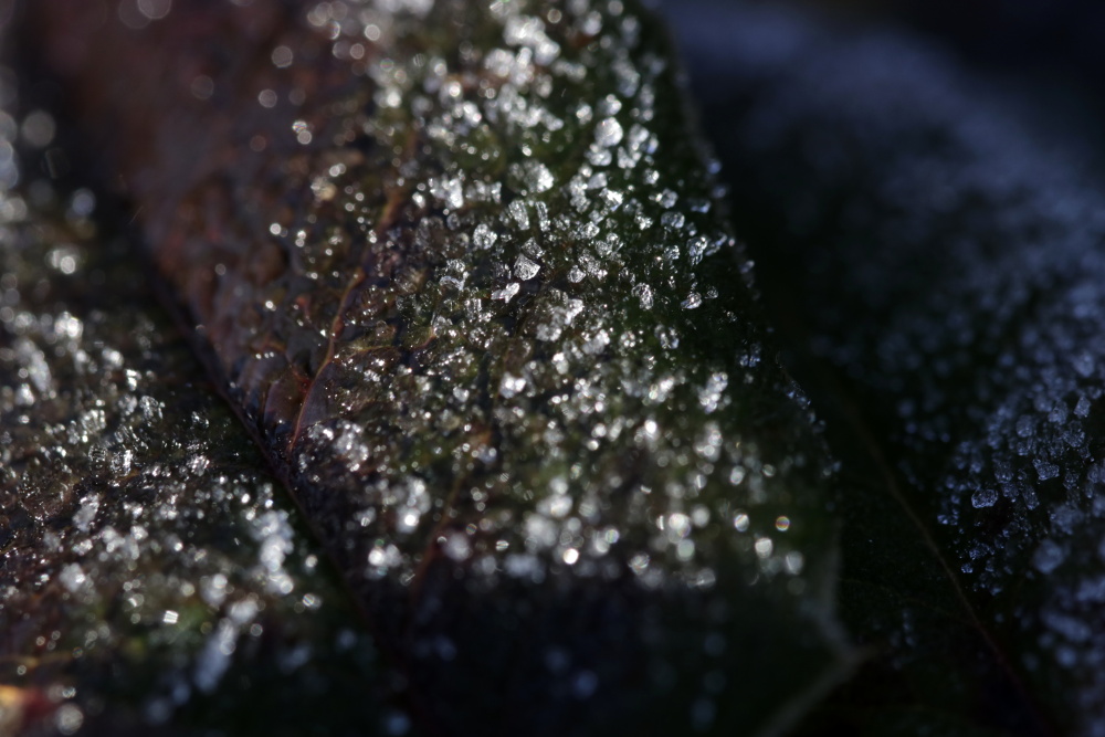 Leaf of a rose with white frost