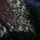 Leaf of a rose with white frost