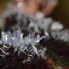 Leaf of a rose with white frost in February