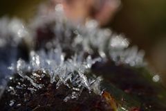 Leaf of a rose with white frost in February