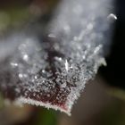 Leaf of a rose with white frost in February