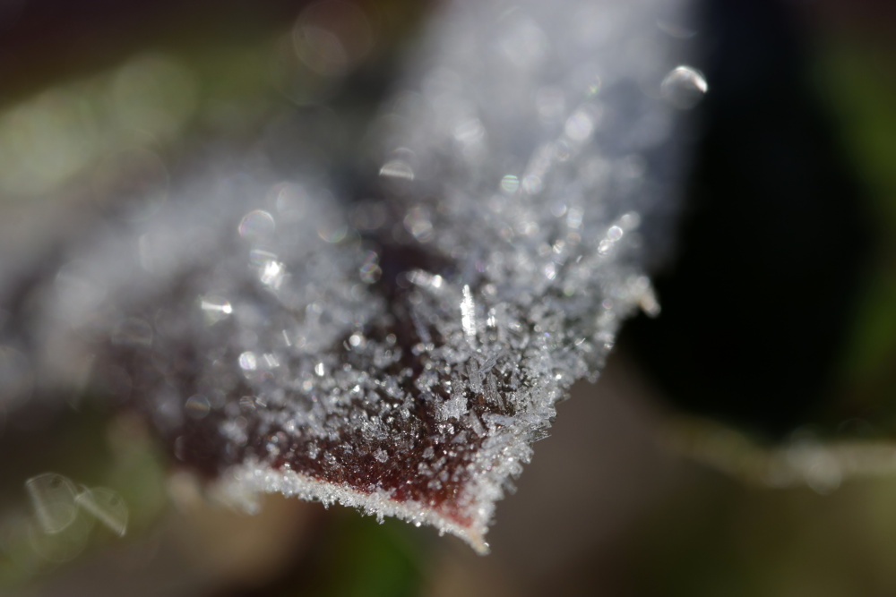 Leaf of a rose with white frost in February
