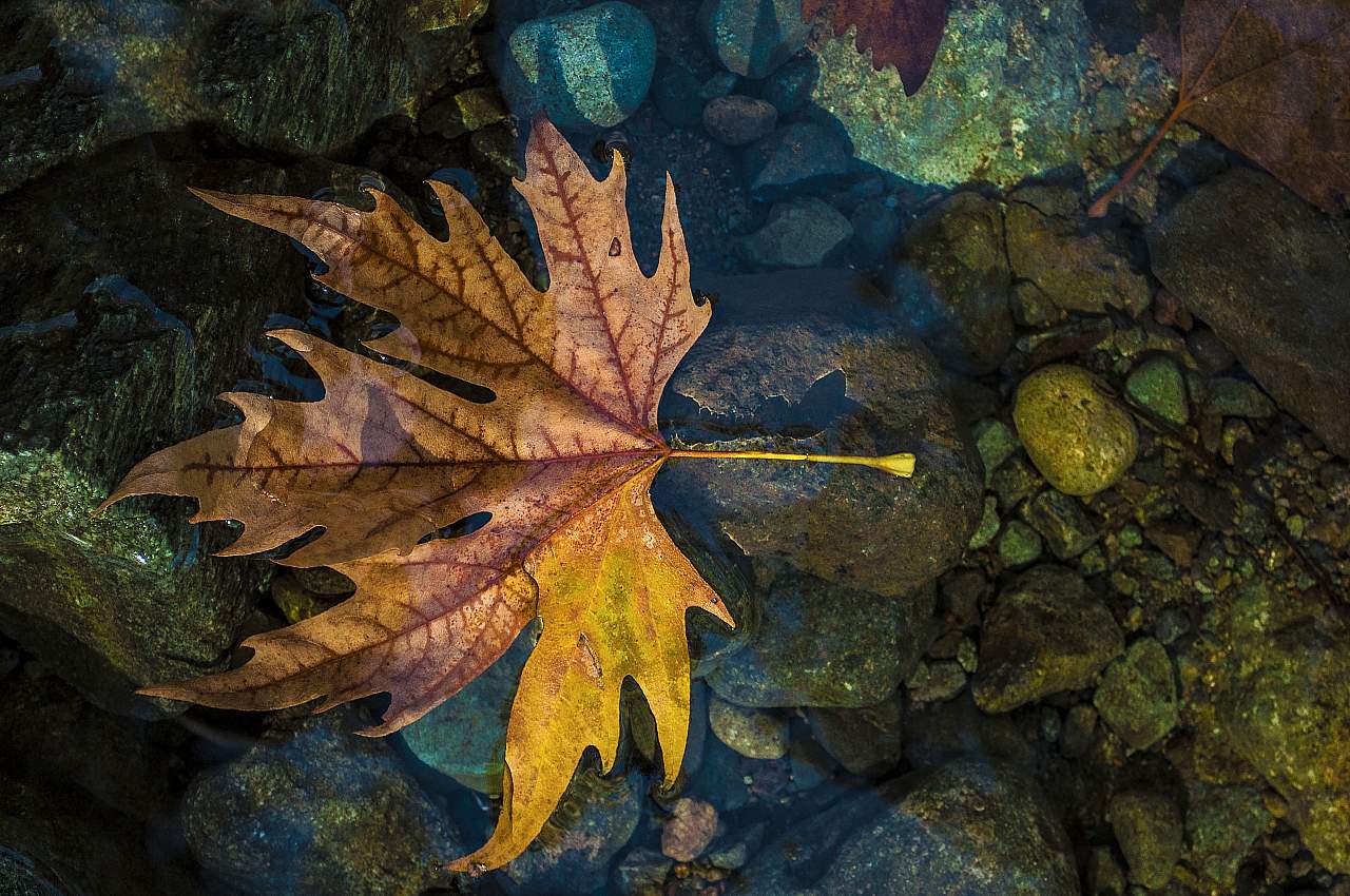 leaf of autumn