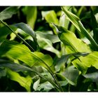 Leaf of bamboo grass