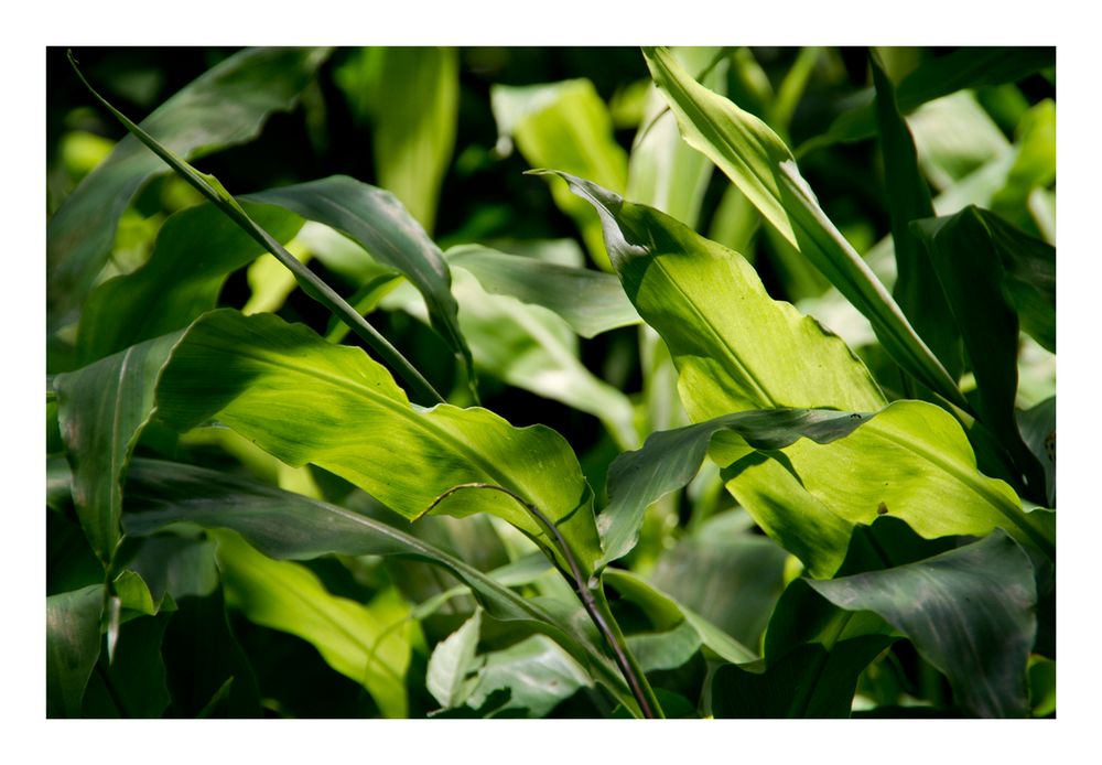 Leaf of bamboo grass