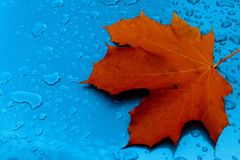 Leaf on Car