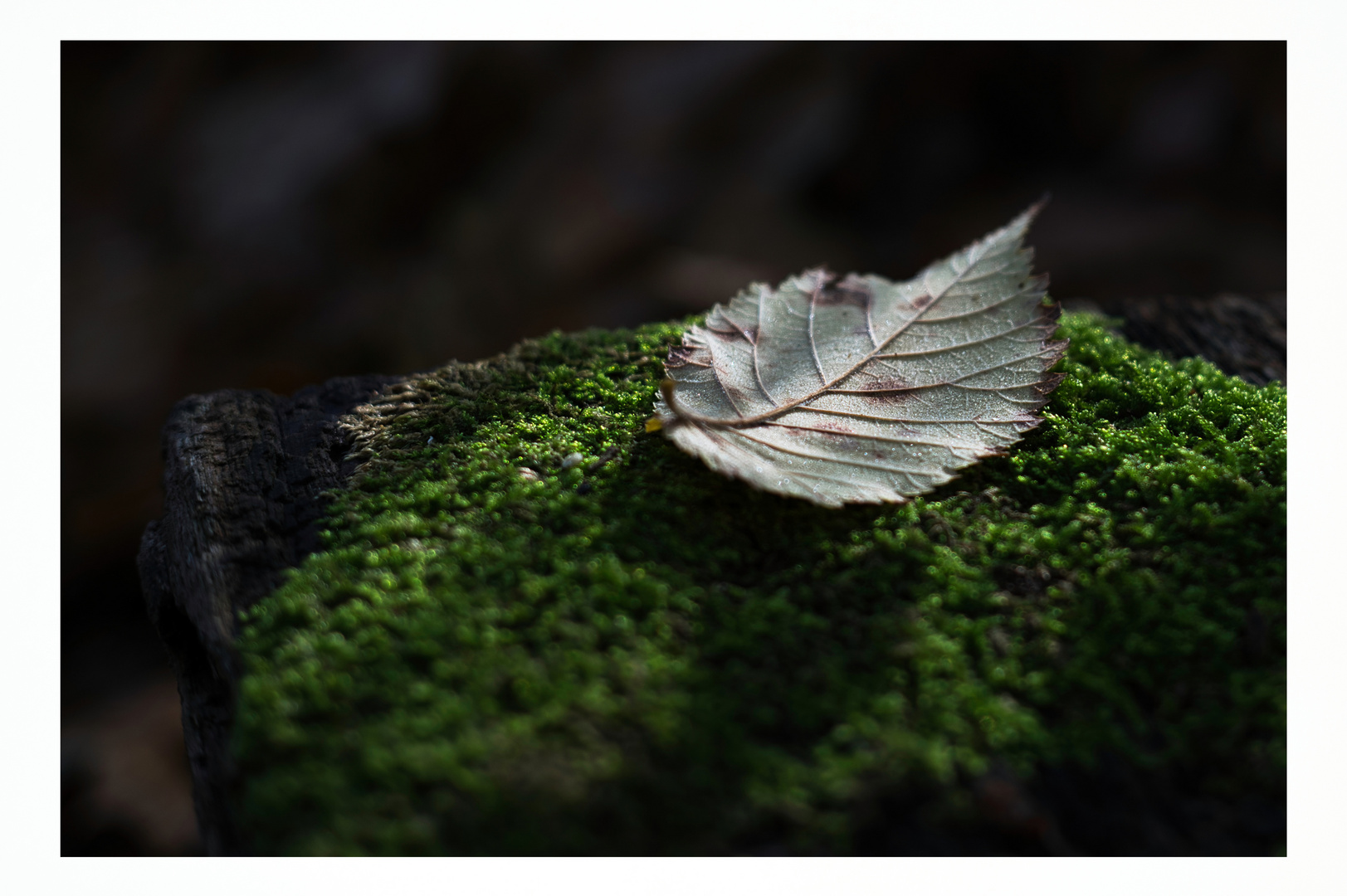 Leaf on Moss