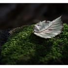 Leaf on Moss