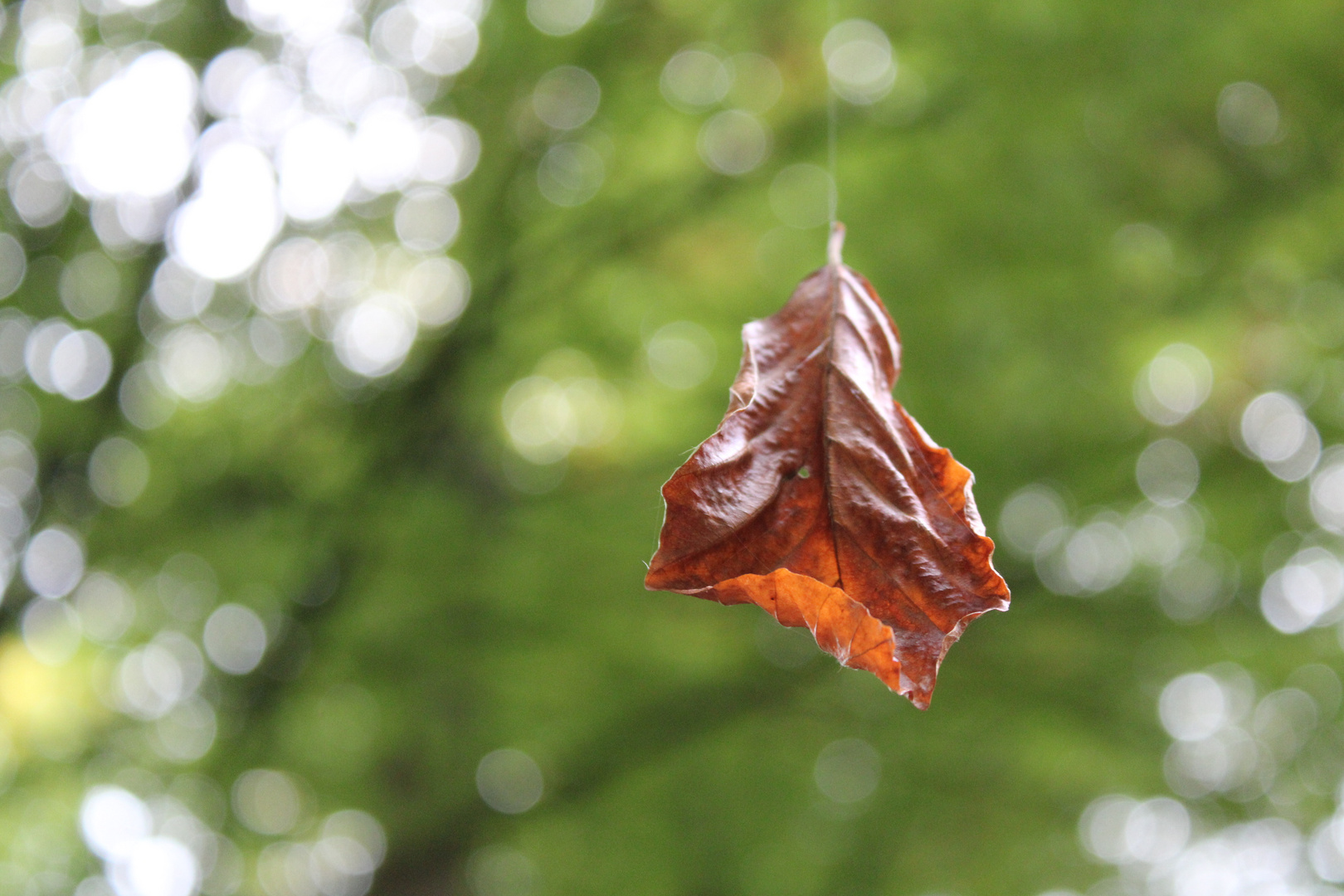 leaf on spider`s thread