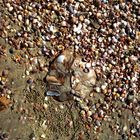 Leaf on the Beach