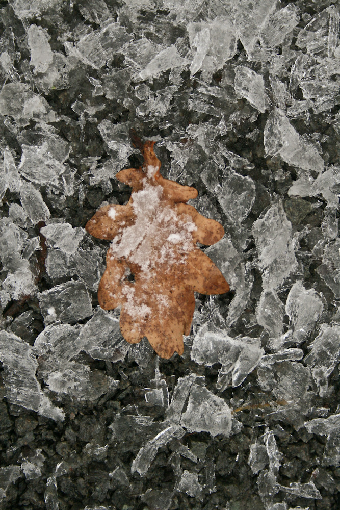 Leaf on the rocks