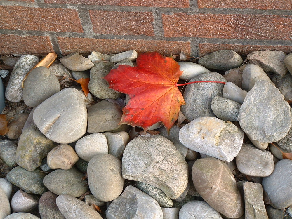 Leaf on the rocks