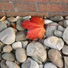 Leaf on the rocks