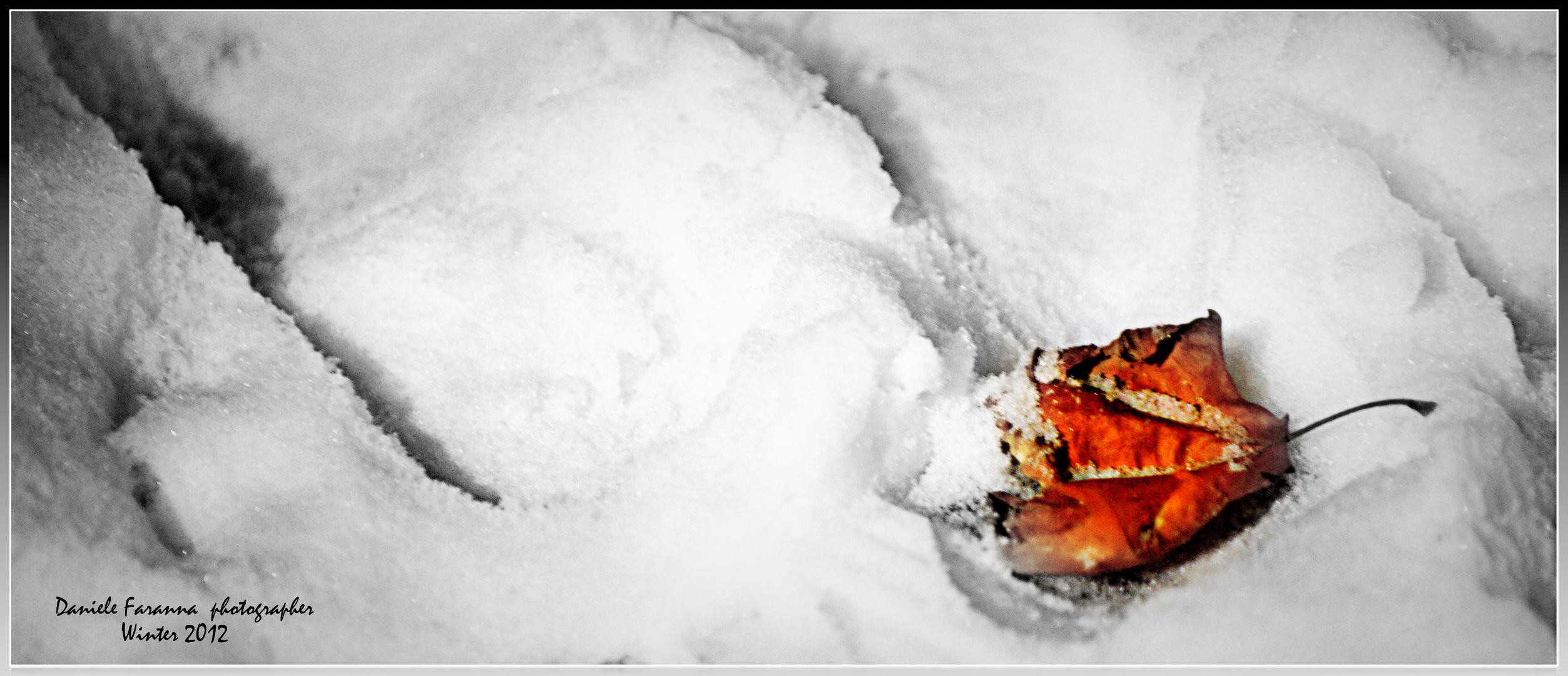 Leaf on The Snow