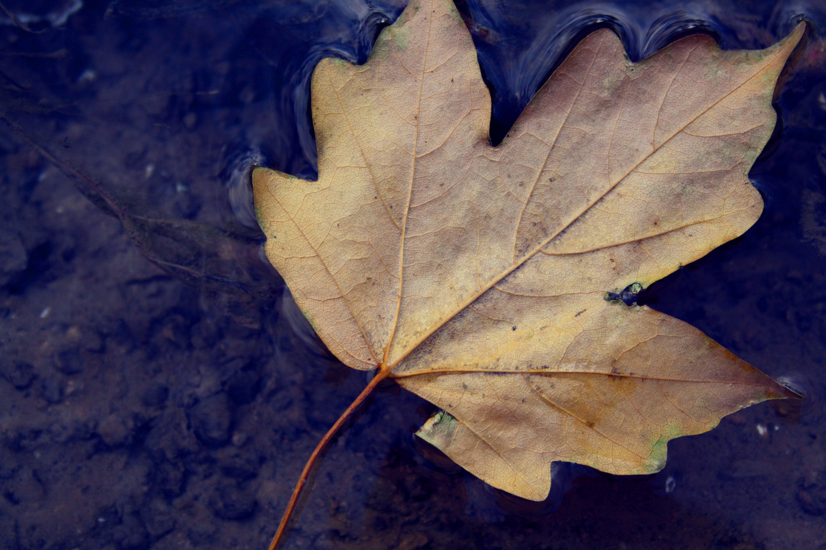 Leaf on the water