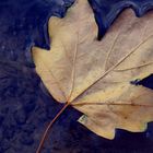 Leaf on the water