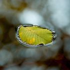 leaf on the water